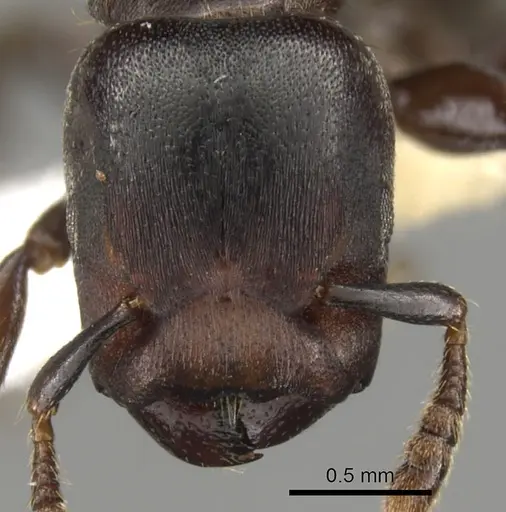 Atopomyrmex calpocalycola - CASENT0900313