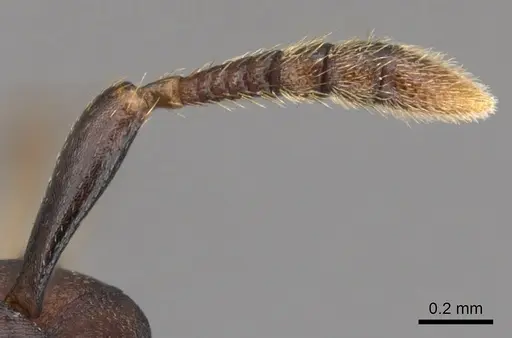 Atopomyrmex calpocalycola - CASENT0900313