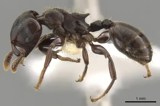 Atopomyrmex calpocalycola - CASENT0900313