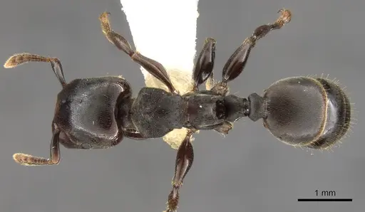 Atopomyrmex calpocalycola - CASENT0900327