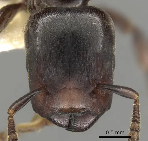 Atopomyrmex calpocalycola - CASENT0900327