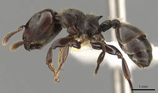 Atopomyrmex calpocalycola - CASENT0900327