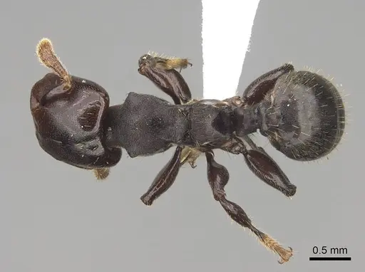 Atopomyrmex calpocalycola - CASENT0923152