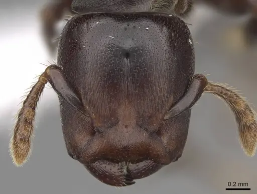 Atopomyrmex calpocalycola - CASENT0923152