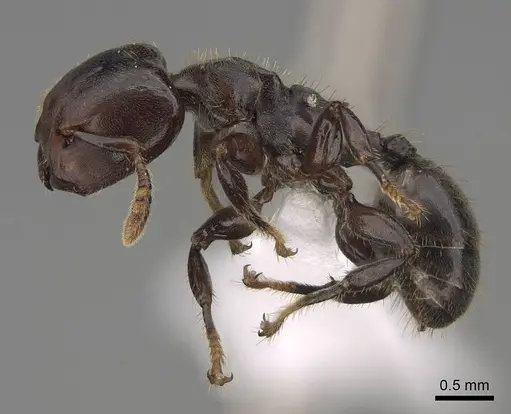 Atopomyrmex calpocalycola - CASENT0923152