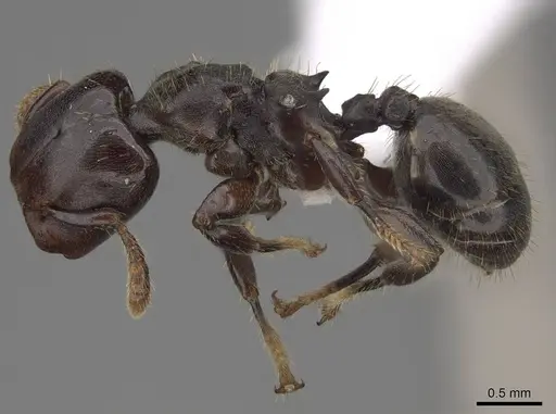 Atopomyrmex calpocalycola - CASENT0923152