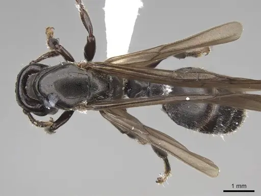 Atopomyrmex calpocalycola - CASENT0923153