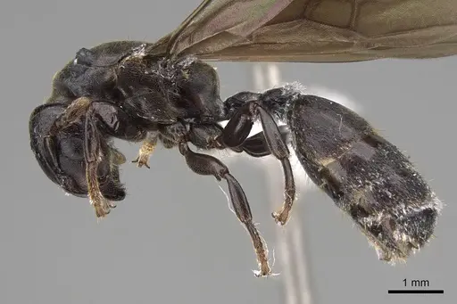 Atopomyrmex calpocalycola - CASENT0923153