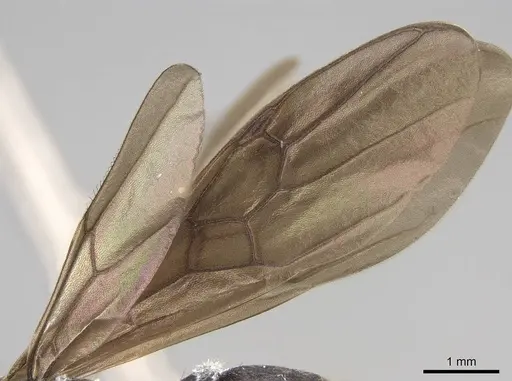 Atopomyrmex calpocalycola - CASENT0923153