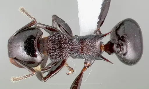 Atopomyrmex cryptoceroides specimen
