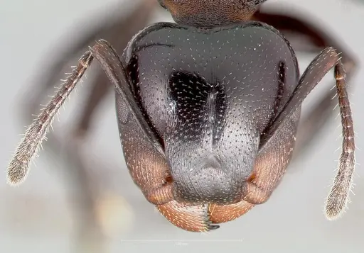 Atopomyrmex cryptoceroides specimen