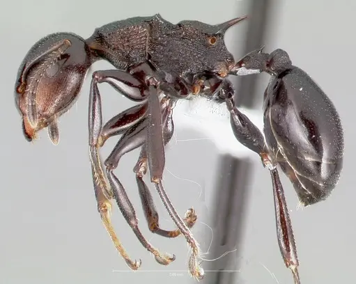 Atopomyrmex cryptoceroides specimen
