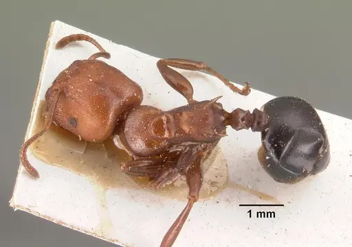 Atopomyrmex mocquerysi specimen