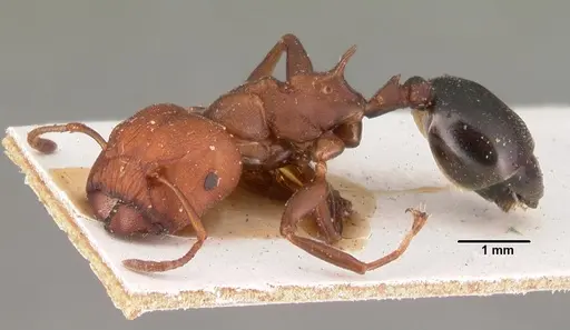 Atopomyrmex mocquerysi specimen