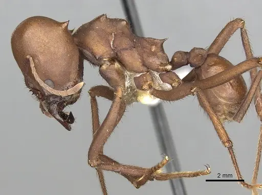 Atta bisphaerica specimen