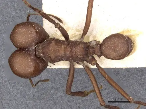 Atta bisphaerica - CASENT0909445