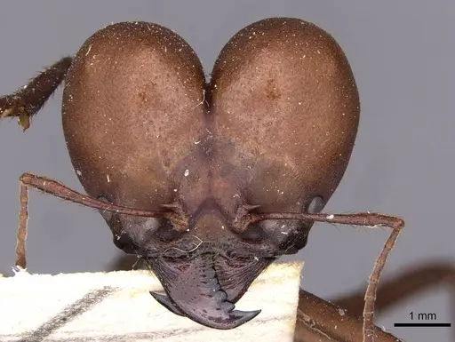 Atta bisphaerica - CASENT0909445