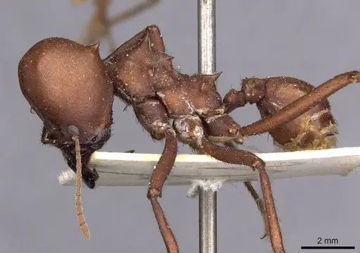 Atta bisphaerica - CASENT0909445