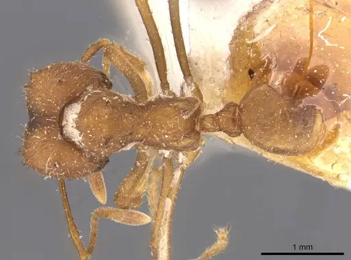 Atta bisphaerica - CASENT0909446