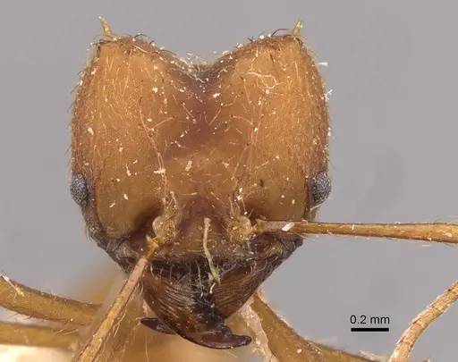 Atta bisphaerica - CASENT0909446