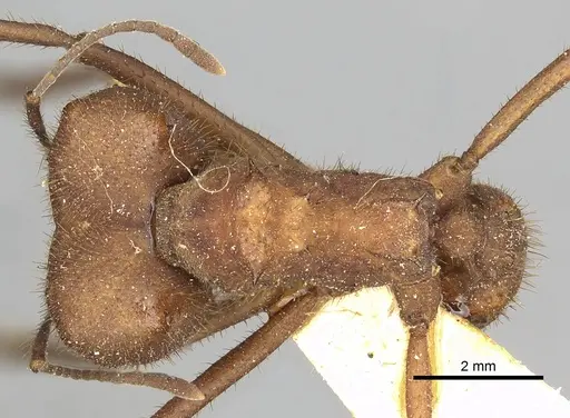 Atta capiguara specimen