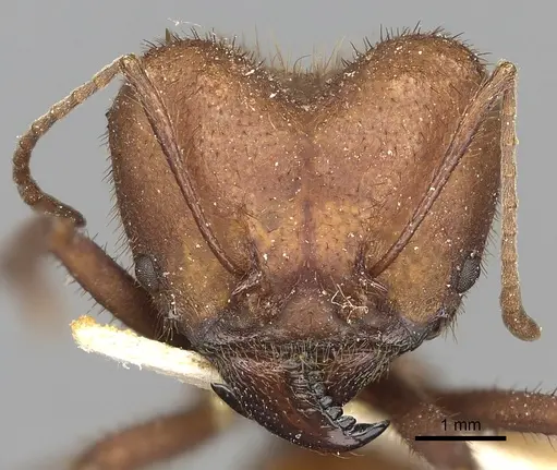 Atta capiguara specimen