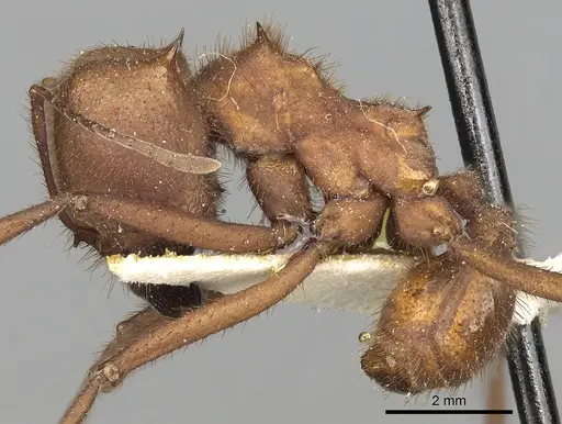 Atta capiguara specimen