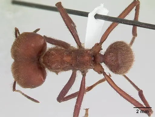 Atta cephalotes specimen