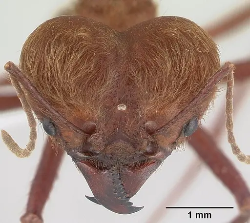 Atta cephalotes specimen