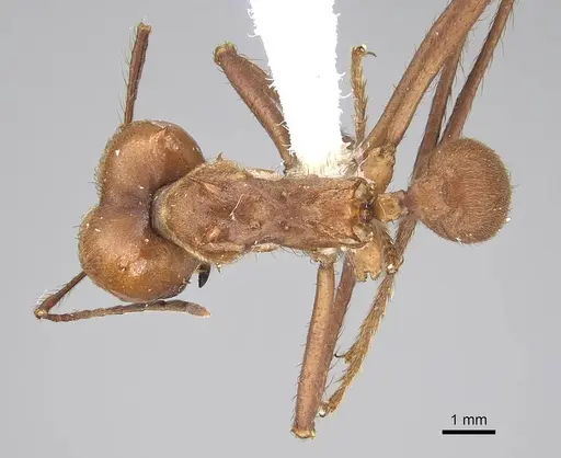 Atta cephalotes - CASENT0220443