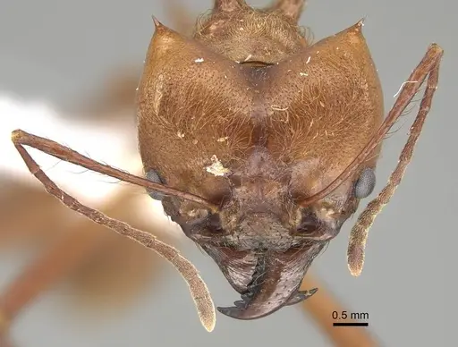 Atta cephalotes - CASENT0220443