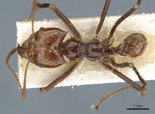 Atta cephalotes - CASENT0905008