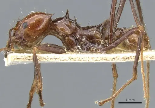 Atta cephalotes - CASENT0905008