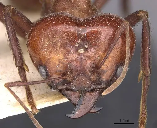 Atta cephalotes - CASENT0909438