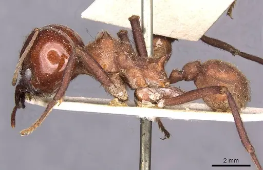 Atta cephalotes - CASENT0909438