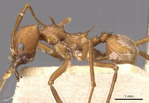 Atta cephalotes - CASENT0909439