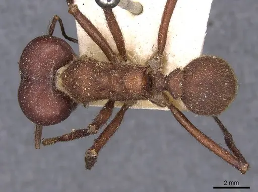 Atta cephalotes - CASENT0909440