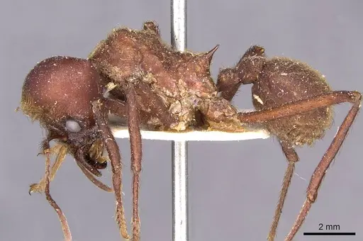 Atta cephalotes - CASENT0909440