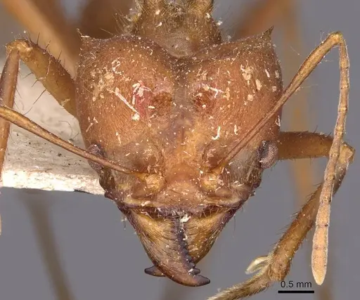 Atta cephalotes - CASENT0909441