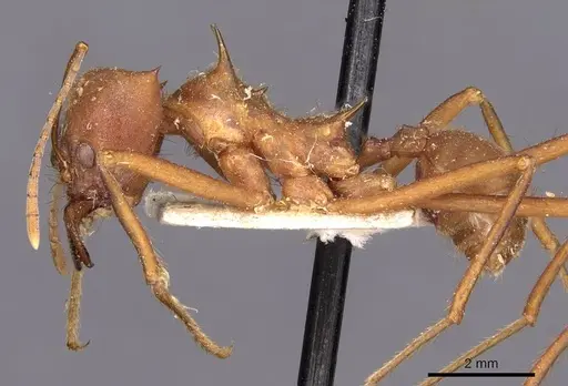 Atta cephalotes - CASENT0909441