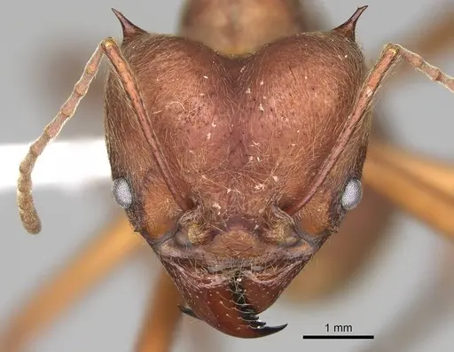 Atta cephalotes - CASENT0922050