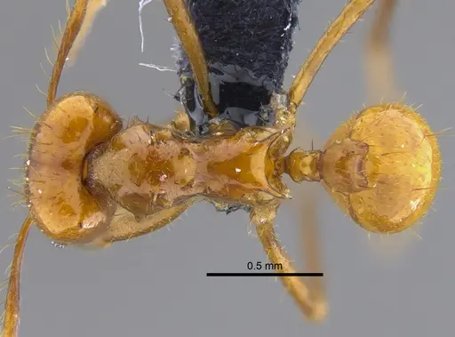 Atta cephalotes - CBUMAGENT41873