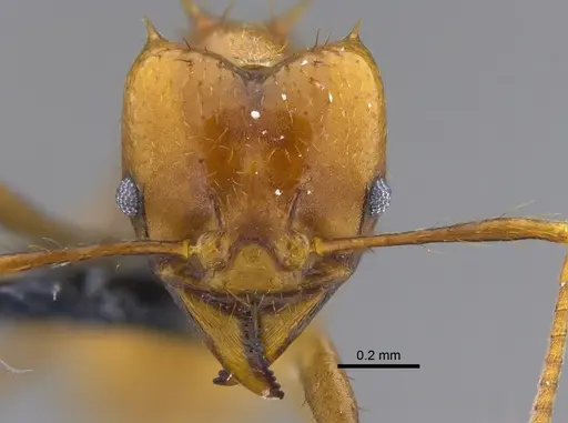 Atta cephalotes - CBUMAGENT41873