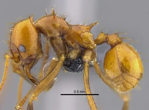 Atta cephalotes - CBUMAGENT41873