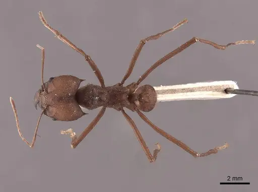 Atta cephalotes - FMNHINS0000046847