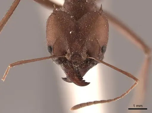 Atta cephalotes - FMNHINS0000046847