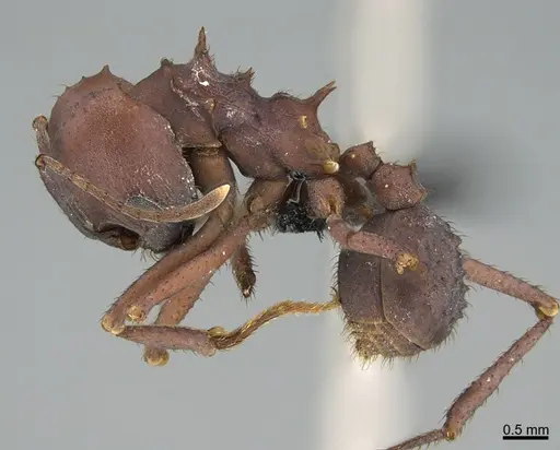 Atta colombica specimen