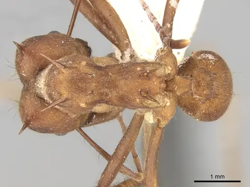 Atta colombica - CASENT0281779