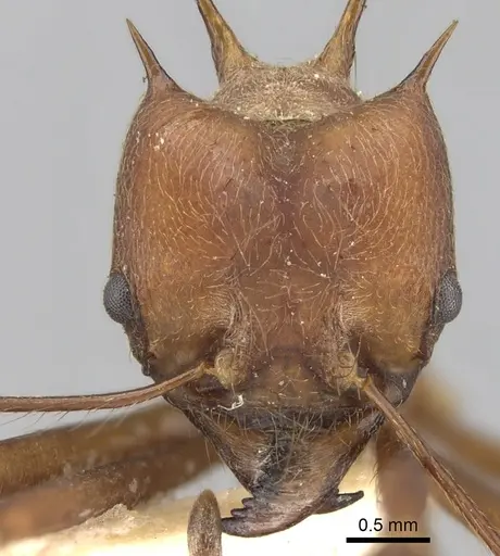 Atta colombica - CASENT0281779