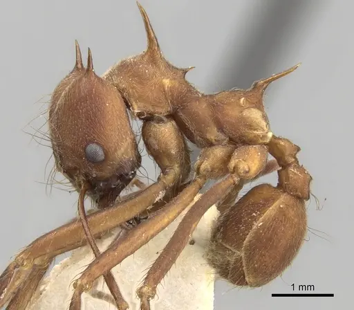 Atta colombica - CASENT0281779